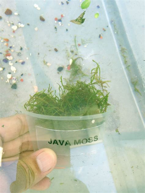 Java Moss – Easy Live Fresh Water Aquarium Plants | Aquarium Plants