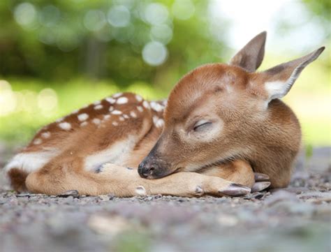 23 cute sleeping animals you'll just want to squeeze!