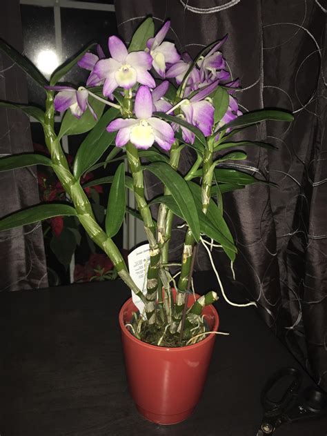 Does anyone know what type of orchid this beauty is? And are those roots on the stem keikis? : r ...