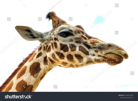 Funny Face Giraffe Stock Photo 1394297981 | Shutterstock