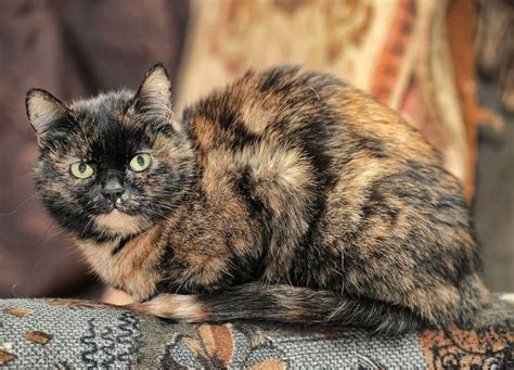 Facts You Should Know About Tortoiseshell Cats Breed | Tortoise shell cat, Cat breeds, American ...