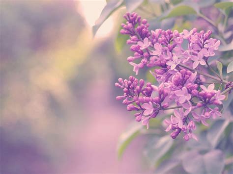 Lilac Wallpapers - Wallpaper Cave