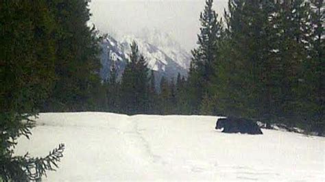 1st grizzly bear out of hibernation, Parks Canada says | CBC News