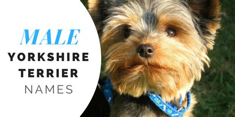 180+ Cute Yorkie Names for Your Tiny Terrier - PetHelpful