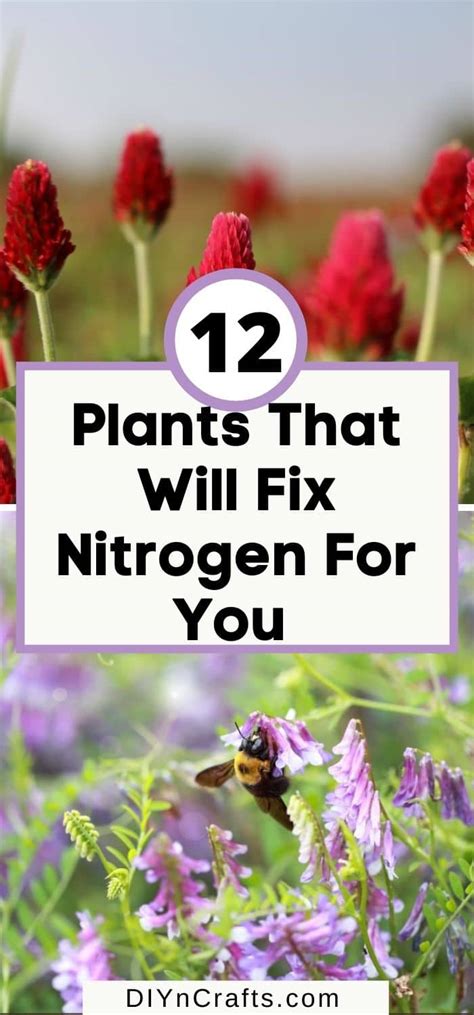 12 Best Nitrogen Fixing Plants to Add to Your Garden - DIY & Crafts