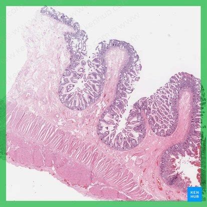 Jejunum Histology Diagram | Quizlet