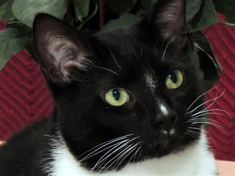 Tuxedo Cat Face 2 Free Stock Photo - Public Domain Pictures