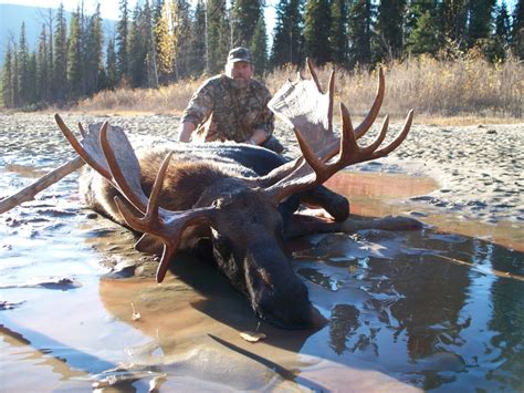 Canadian Moose Hunting, British Columbia | Covert Outfitting