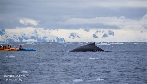 Incredible Wildlife Encounter At Cierva Cove, Antarctica | Antarctica, The incredibles, Wildlife