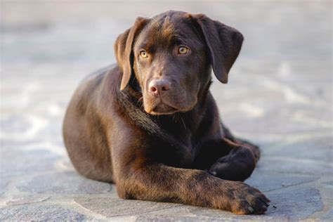 Miniature Labrador: An Ultimate Guide to the Mini Labrador