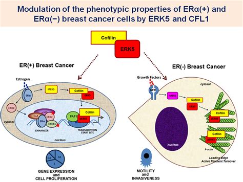 Mechanism of action of Estrogen Receptor alpha and Kinase Signaling in Therapy Resistance ...