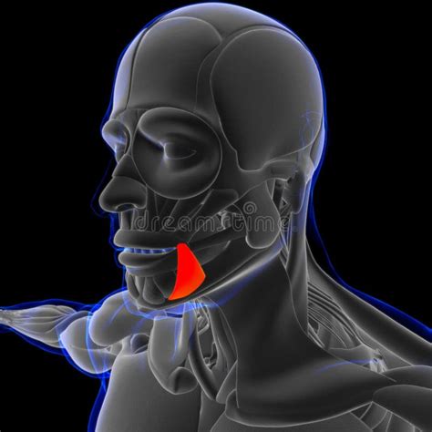 Depressor Anguli Oris Muscle Anatomy for Medical Concept 3D Stock Illustration - Illustration of ...