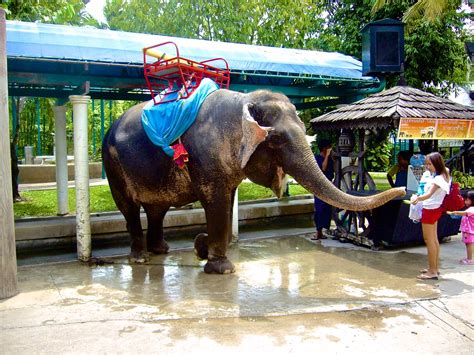 Elephant ride in Dream World amusement park in Bangkok, Th… | Flickr