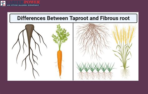 Difference Between Tap Root and Fibrous Roots