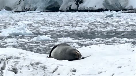 Rare Footage of a Leopard Seal Singing on an Iceberg