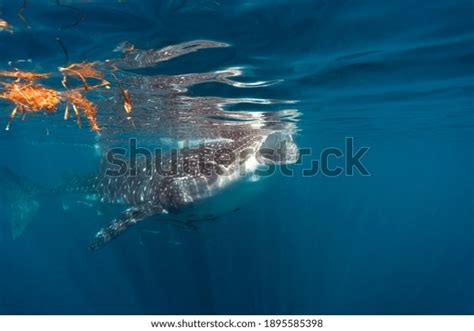 Whale Shark Eating Plankton Stock Photo 1895585398 | Shutterstock