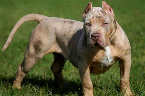 Merle Pitbull: Controversial Color Of A Controversial Breed