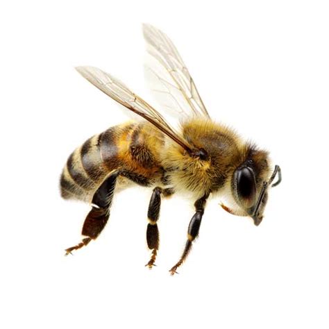 Honey Bee Identification & Info | Southern Pest Control - Pest Control ...