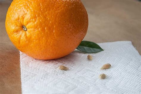 Are Orange Seeds Edible? Let's Find Out!