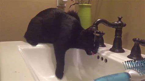 Cat drinking water slow motion - YouTube