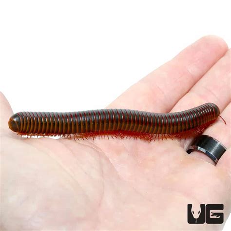 American Giant Millipede - Underground Reptiles