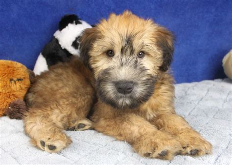 Soft Coated Wheaten Terrier Puppies For Sale - Long Island Puppies