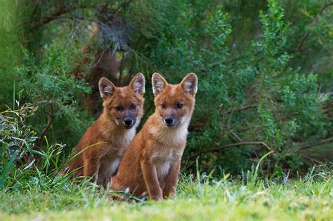 Dhole (Cuon alpinus) pups, native to … – Bild kaufen – 71004563 lookphotos