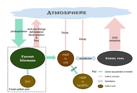 Forest carbon cycle and major carbon pools in the forestry sector... | Download Scientific Diagram