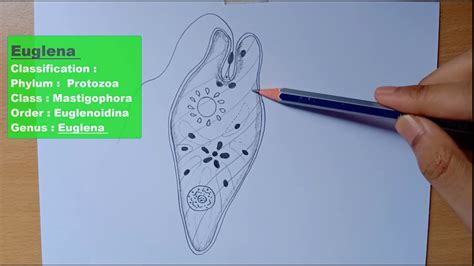 labelled diagram of Euglena | Euglena diagram | Euglena drawing ...