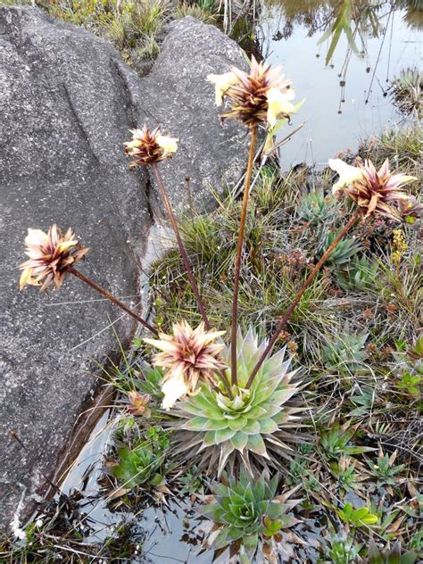 Venezuela: Mt Roraima – Bromeliad Plants on Mt Roraima – Travel2Unlimited