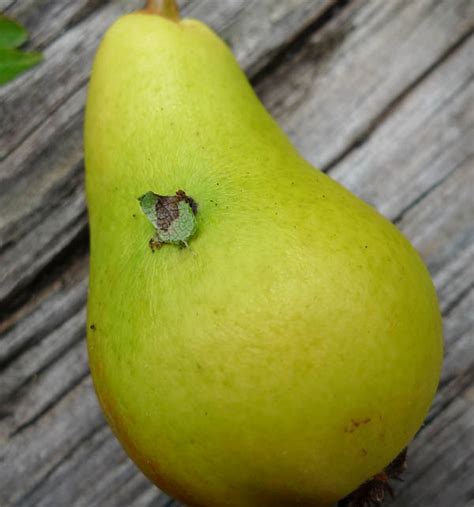 oxfordpomona: Pest: codling moth damage on pears