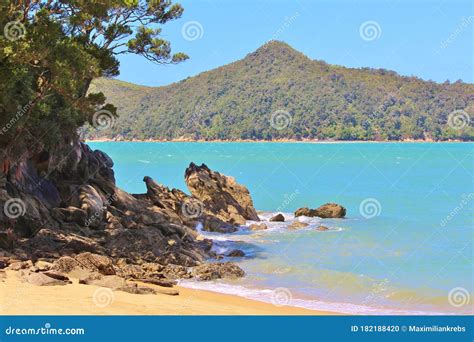 Magnificent Apple Tree Bay with Pines on the Beach in Abel Tasman National Park Stock Photo ...