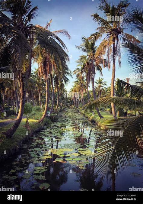 Coconut farm thailand hi-res stock photography and images - Alamy