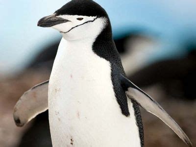 Chinstrap penguin | bird | Britannica