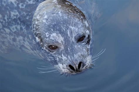 Seal - The Canadian Encyclopedia