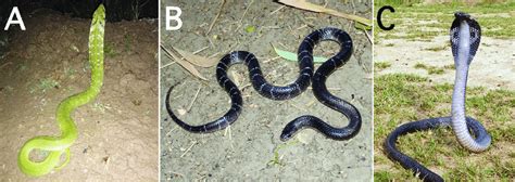 Snakes in the families Natricidae and Elapidae rescued in the village ...