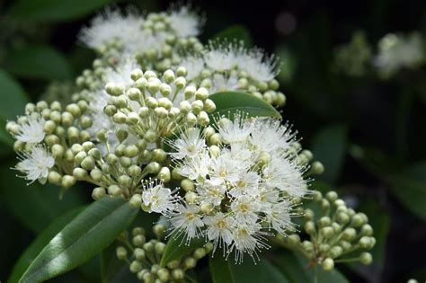 Australian Grow Guide: Lemon Myrtle Tree (Backhousia citriodora) | Ultimate Backyard