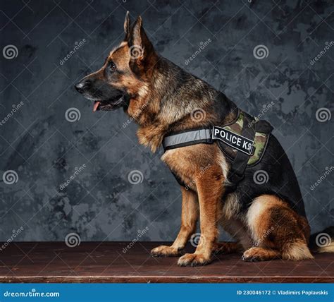 Trained Police Unit Dressed in Uniform Against Dark Background Stock ...