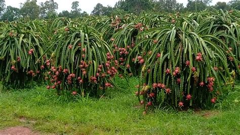 Cool Dragon Fruit Farm Tour - Cutting Red & Yellow Pitaya - YouTube