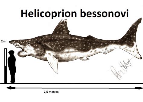 Helicoprion Shark Facts, Habitat, Diet, Fossils, Tooth-whorl, Pictures