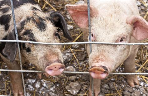 Farmers may have to cull thousands of hogs a day—and there are no good ...