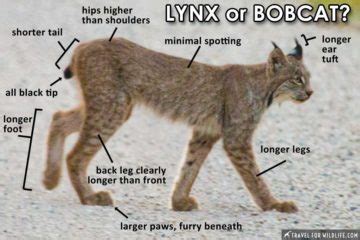 Een Lynx Als Huisdier - Vogels