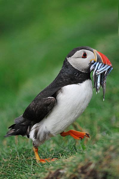 Atlantic Puffin - Fratercula arctica - NatureWorks