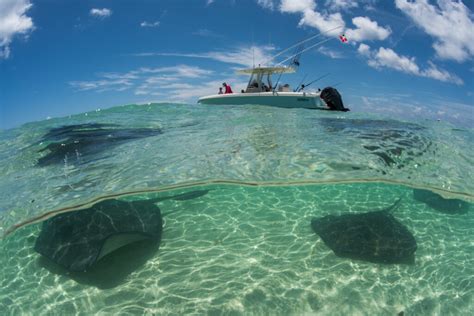 Southern stingray - Save Our Seas Foundation