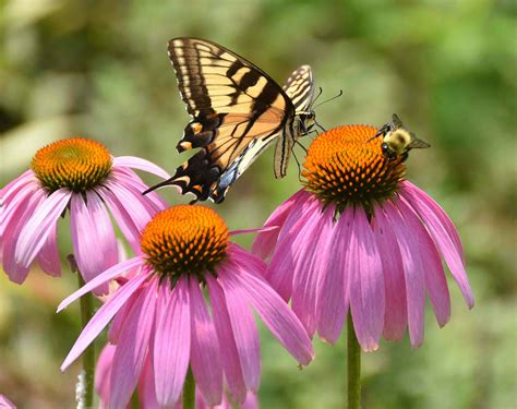 Why are pollinating insects important?