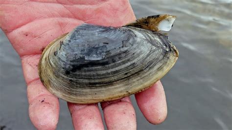 Invasive soft-shell clam species found on a beach at Prosser River | The Mercury