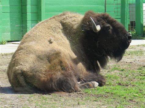 Turtle Back Zoo provides visitors with hundreds of animals and educational opportunities ...