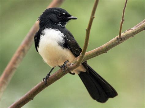 Willie-wagtail - eBird