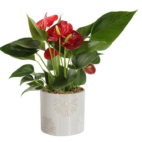 Costa Farms Blooming Anthurium Plant in 4 in. Premium Ceramic Pot-CO ...