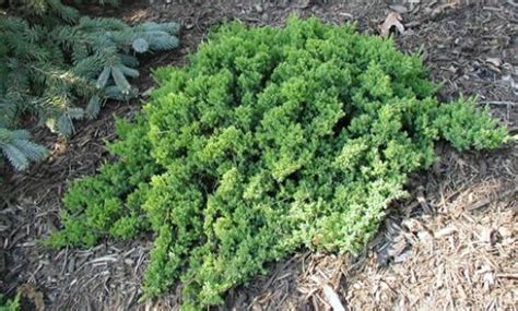 Green Mound Juniper | Plants, Deer resistant plants, Hardscape